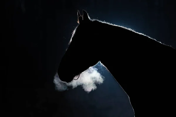 Porträt eines erwachsenen Pferdes vor dunklem Hintergrund. — Stockfoto