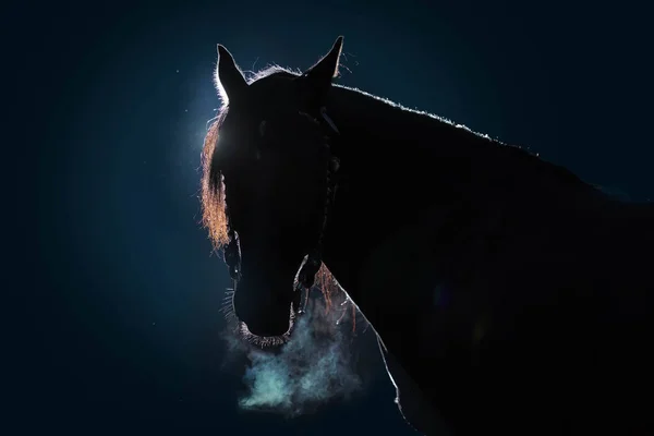 Portrait of  silhouette lines an adult horse against a dark background. — Stockfoto