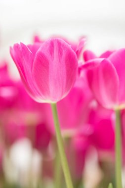 Beyaz arka planda çiçek açan kırmızı laleler. Yan görüş. Bir yazıt için yer