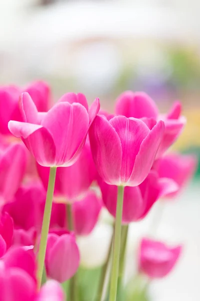 Tulipanes Rojos Florecientes Sobre Fondo Blanco Vista Lateral Lugar Para —  Fotos de Stock