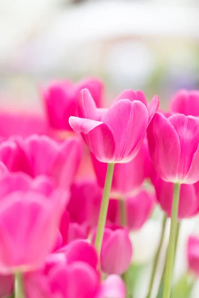 Fleur Tulipes Rouges Sur Fond Blanc Vue Latérale Lieu Une — Photo