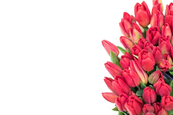 Fond Cadeau Avec Des Tulipes Rouge Vif Fond Blanc Isolé — Photo