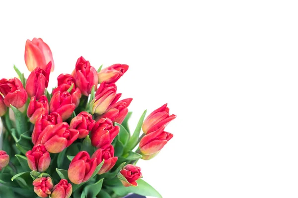 Fond Cadeau Avec Des Tulipes Rouge Vif Fond Blanc Isolé — Photo