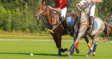 At polo oyuncuları topa çekiçle vurur. İki Polo Pony koşusu. Yaz mevsimi, yeşil kesim çim tarlası. Orman arka planda. Kopyalama alanı