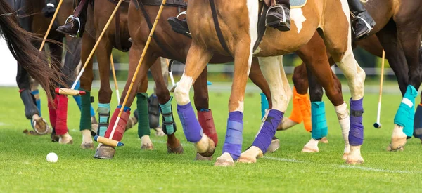 Konie Polo Biegają Meczu Wielki Plan Końskie Nogi Owinięte Bandażami — Zdjęcie stockowe