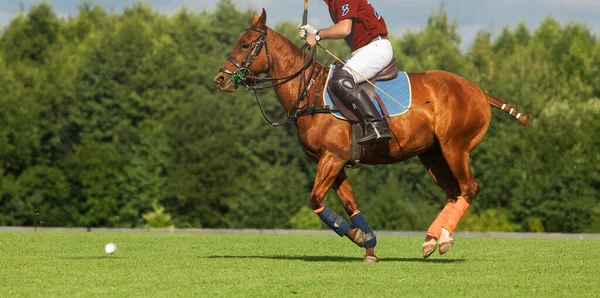 Cavalo Pulando Pólos Closeup Desfocado Cavaleiro Não Identificado