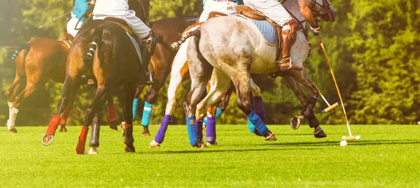Polo atları maçta koşar. Büyük plan. Atların bacakları, çekiç tekmesinden korunmak için bandajla sarılı. Top oyuncunun önünde havalandı. Oyunun başlangıcı