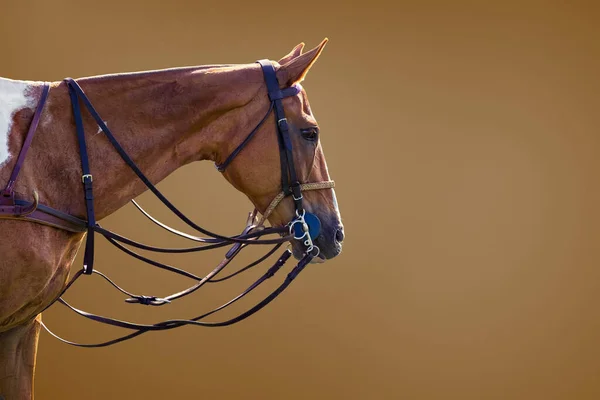 茶色の背景に馬のポロ用の茶色のスポーツ馬の肖像画を閉じます ブリドルとトレンド販売 ヘッドバンドの馬 — ストック写真