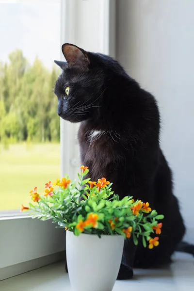 Pencerenin kenarındaki pencere pervazında oturan siyah bir kedi dışarıya bakar. Bahar zamanı, yeşil çimenler ve tarlalar.