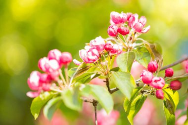 Güneşli bir günde çiçek açan elma bahçeleri. Ağaçta pembe ve ahududu çiçekleri ve tomurcukları var. Bahar mevsimleri çiçek açıyor.