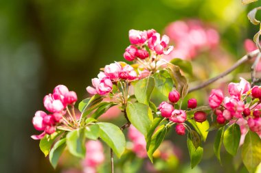 Güneşli bir günde çiçek açan elma bahçeleri. Ağaçta pembe ve ahududu çiçekleri ve tomurcukları var. Bahar mevsimleri çiçek açıyor.