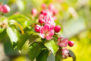 Güneşli bir günde çiçek açan elma bahçeleri. Ağaçta pembe ve ahududu çiçekleri ve tomurcukları var. Bahar mevsimleri çiçek açıyor.
