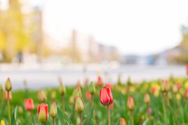 Güneşli bir günde şehrin sokaklarında çiçek açan lalelerden oluşan dekoratif bir tarla. Bir yazıt için yer