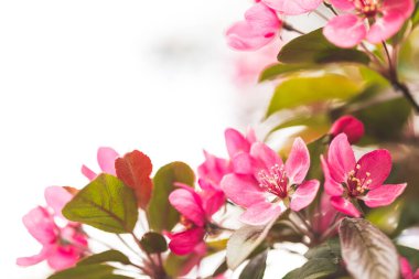 Güneşli bir günde çiçek açan elma bahçelerinin parlak arkaplanı. Ağaçta pembe ve ahududu çiçekleri ve tomurcukları var. Bahar mevsimleri çiçek açıyor.