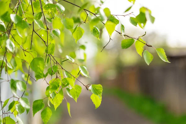 Kvistar Med Björklöv Skärpan Gröna Blad Platsen För Inskription — Stockfoto