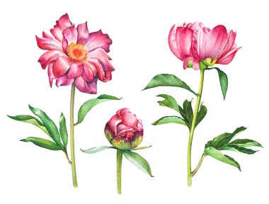 Suluboya el beyaz arka plan üzerinde izole kırmızı pembe Şakayık çiçekleri kümesi boyalı