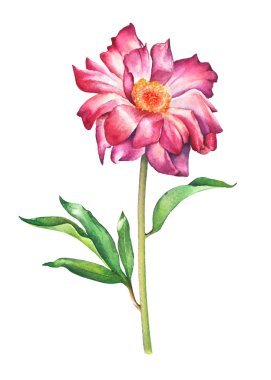 Beyaz arka plan üzerinde izole pembe Şakayık çiçeği resmi suluboya el boyalı