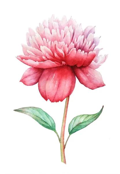 水彩の手描きの白い背景に分離されたピンクの牡丹の花のイラスト — ストック写真