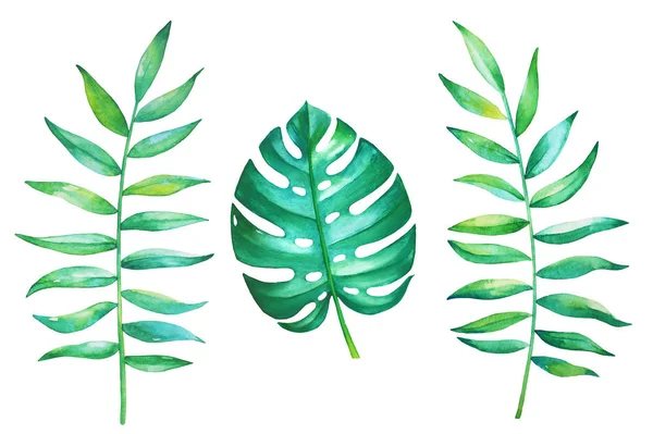 Tropical Leaves Watercolor Set Isolated White — Stock Photo, Image