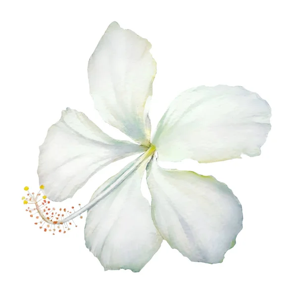 Akwarela Ręcznie Malowane Realistycznie Botaniczny Ilustracja Kwiat Hibiscus Biały Białym — Zdjęcie stockowe