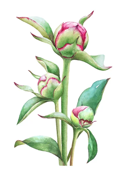 Akvarell Ábra Három Pünkösdi Rózsa Rügyek — Stock Fotó