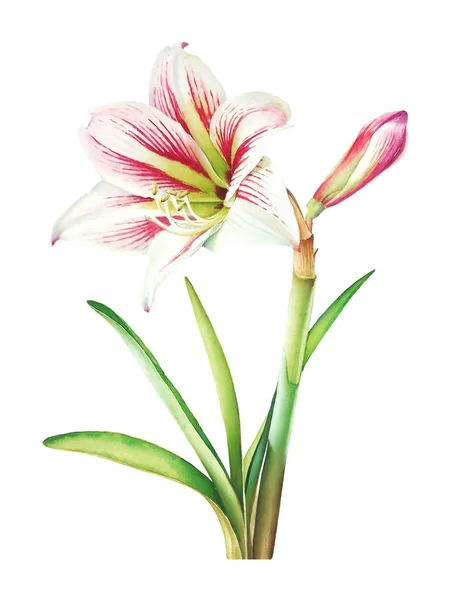 Akvarell Reális Botanikai Illusztrációja Amaryllis Növény Fehér Virág Zöld Levelek — Stock Fotó