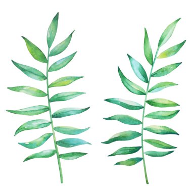 Palm dallar kümesi suluboya elle çizilmiş