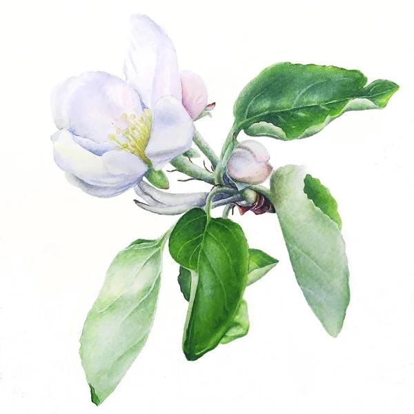 Akvarell Kézzel Rajzolt Ábrán Virágzó Alma Rózsaszín Rügyek Zöld Levelek — Stock Fotó