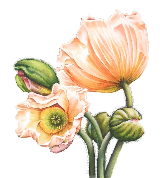 白色背景下的橙色罂粟和芽的水彩插图 — 图库照片