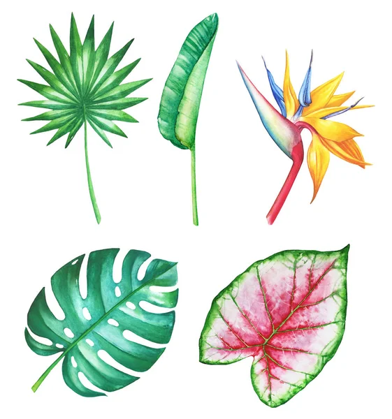 Uppsättning Akvarell Hand Dras Tropiska Blommor Och Växter Isolerad Vit — Stockfoto