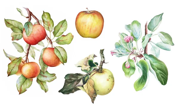 Kleurrijke Aquarel Set Van Appelboom Takken Met Fruit Bloemen Bladeren — Stockfoto