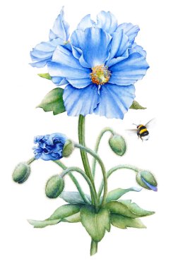 Suluboya el mavi Himalaya çizilen illüstrasyon kök, tomurcukları, yaprakları ve beyaz arka plan üzerinde Meconopsis betonicifolia izole bir bumble bee ile haşhaş çiçekleri