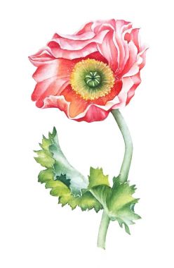 Beyaz zemin üzerine kırmızı gelincik suluboya çizimi