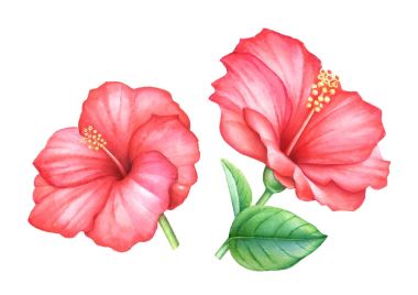 Suluboya el çekilmiş kırmızı ebegümeci topluluğu whitebackground üzerinde izole yaprakları çiçek.