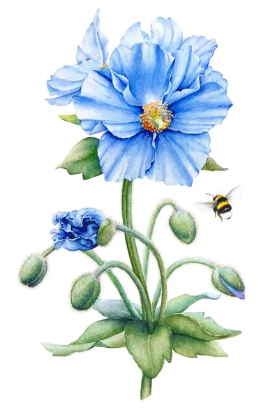 水彩手绘插图的蓝色喜马拉雅罂粟花茎 叶和一只黄蜂孤立在白色背景 Betonicifolia — 图库照片