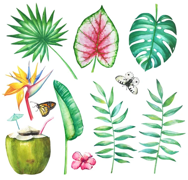 水彩套热带棕榈 鹤叶子和花 蝴蝶阿波罗并且国君并且椰子鸡尾酒与秸杆在白色背景 — 图库照片