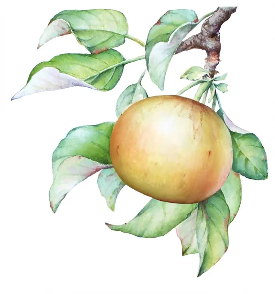 リンゴ果実と白い背景の上の葉を持つリンゴの木の枝の水彩手描きイラスト — ストック写真