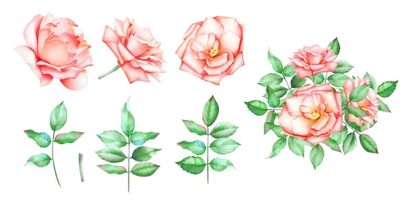 Hand Drawn Watercolor Set Orange Roses Branches Leaves Isolated White — Stock Photo, Image