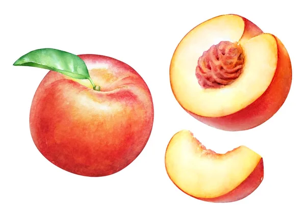 Akvarell Realistisk Botaniska Illustration Persika Frukt Isolerad Vit Bakgrund — Stockfoto