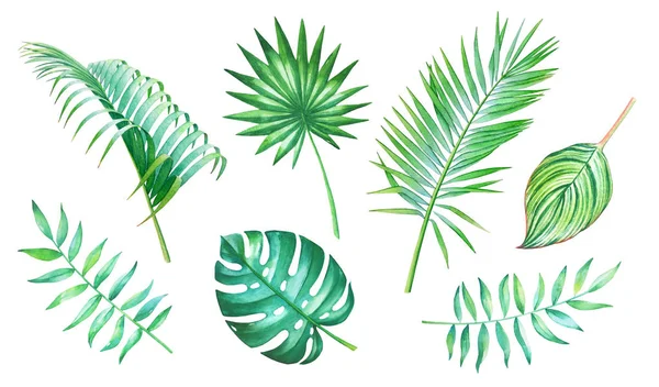 Коллекция Акварелей Тропических Листьев Выделена Белом Фоне Ручной Рисунок Элементов — стоковое фото
