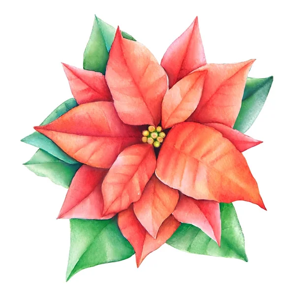 Aquarela Pintada Mão Ilustração Flor Poinsettia Vermelha Com Folhas Verdes — Fotografia de Stock