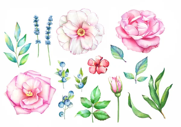 Watercolor Hand Drawn Floral Collection Leaves Blue Berries Flowers Isolated — Stock Photo, Image