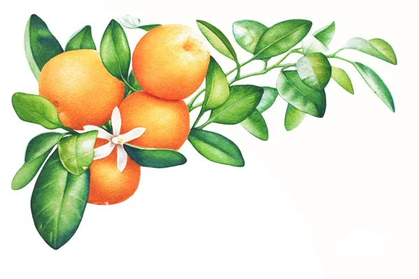 Aquarel Hand Getekende Tak Van Tangerine Met Groene Bladeren Geïsoleerd — Stockfoto
