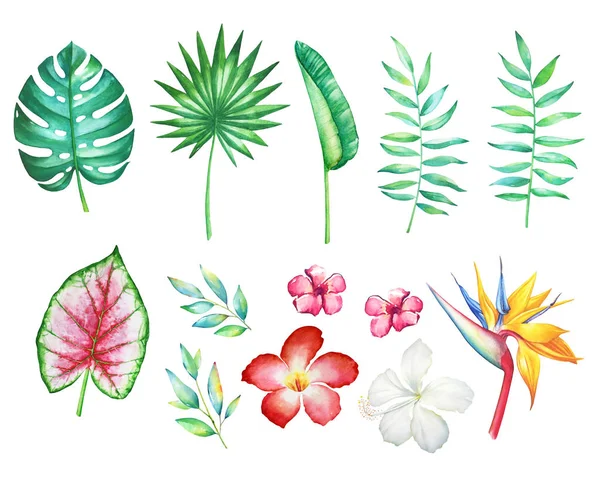 Set Acquerello Disegnato Mano Fiori Tropicali Piante Isolate Sfondo Bianco — Foto Stock