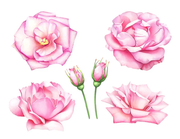 Collection Hand Painted Watercolor Pink Roses Buds Isolated White Background — Stock Photo, Image