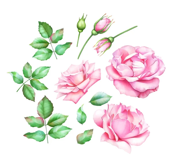 Collection Hand Painted Watercolor Pink Roses Buds Green Leaves Isolated — Stock Photo, Image