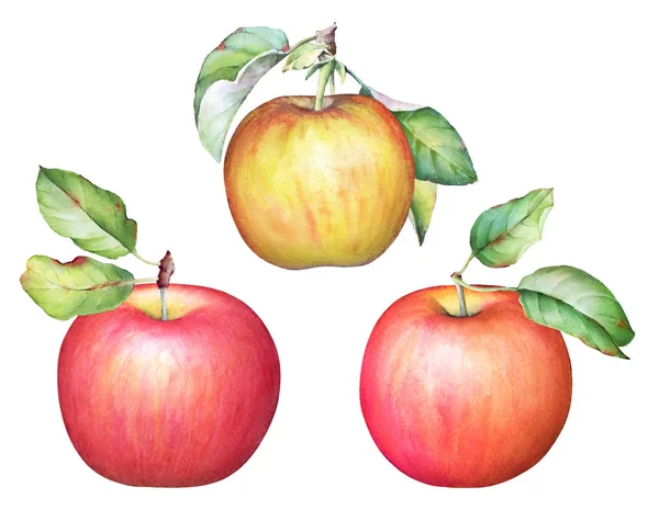 Kolekcja Owocowa Ręcznie Rysowane Akwarela Jabłek Zielonych Liści Białym Tle — Zdjęcie stockowe
