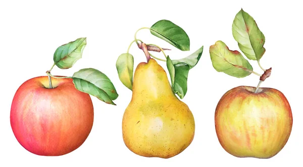 Samling Handritade Vattenfärg Äpplen Och Päron Frukt Med Gröna Blad — Stockfoto
