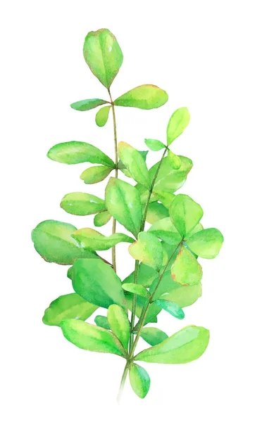 Acuarela Ramo Dibujado Mano Hierbas Verdes Elementos Diseño Floral Aislados — Foto de Stock