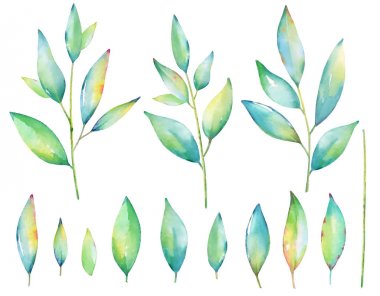 Dalları ve yaprakları suluboya kümesi. Beyaz arka plan üzerinde izole çiçek tasarım öğeleri.